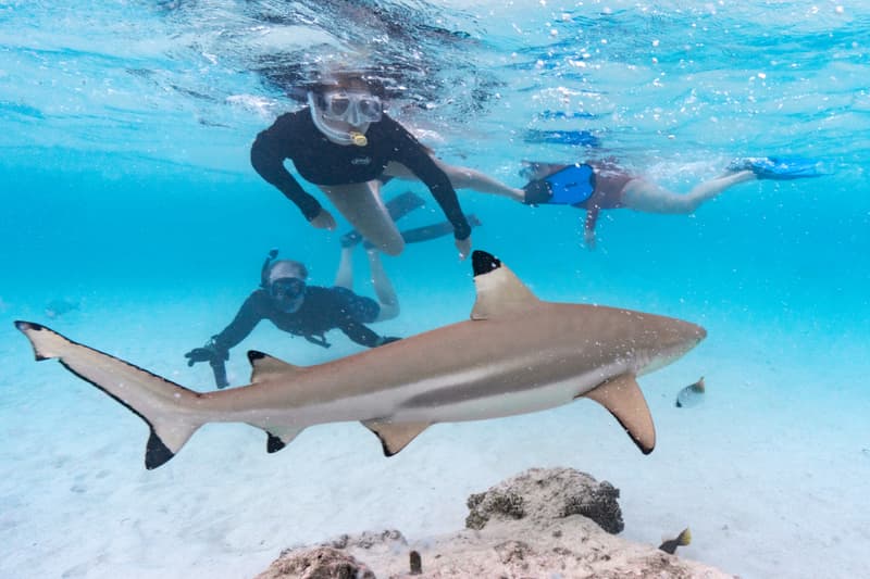 Snorkelers swimming above a blacktip reef shark over white sand in shallow clear water.